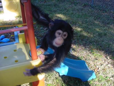 12780_chimp441